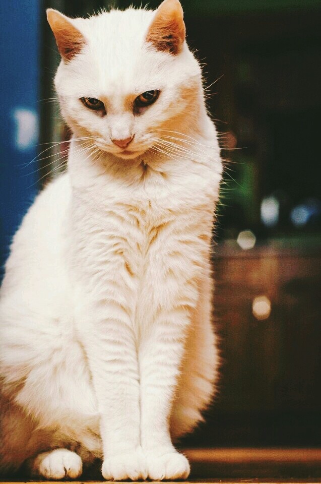 Кошка