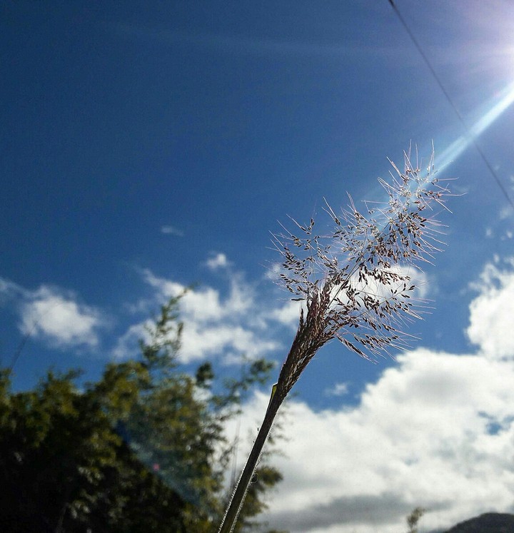 Nature ?