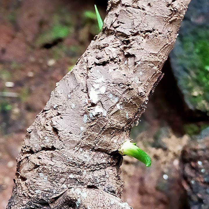 plants