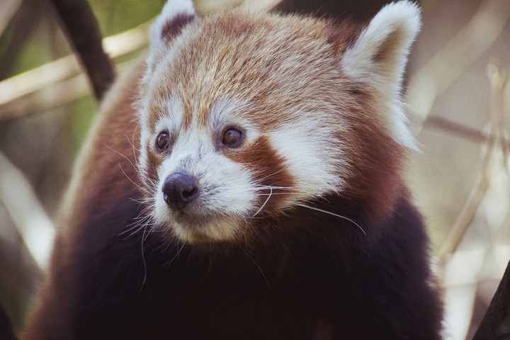 panda rosso