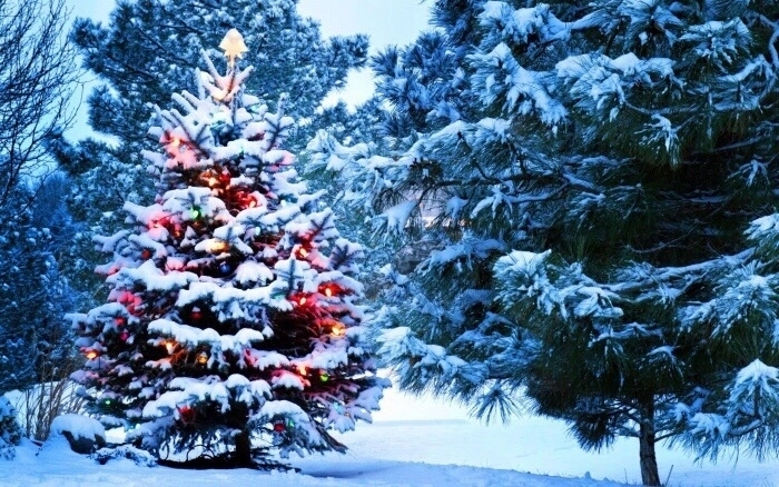 Winter Nature