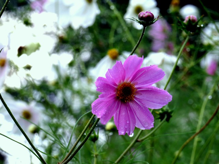 flower