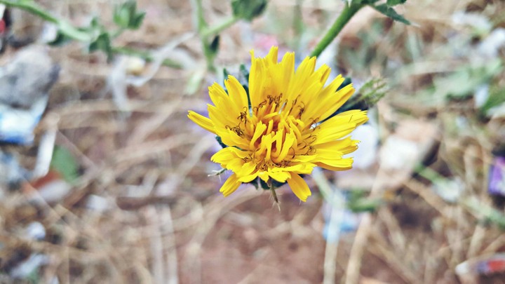 nature