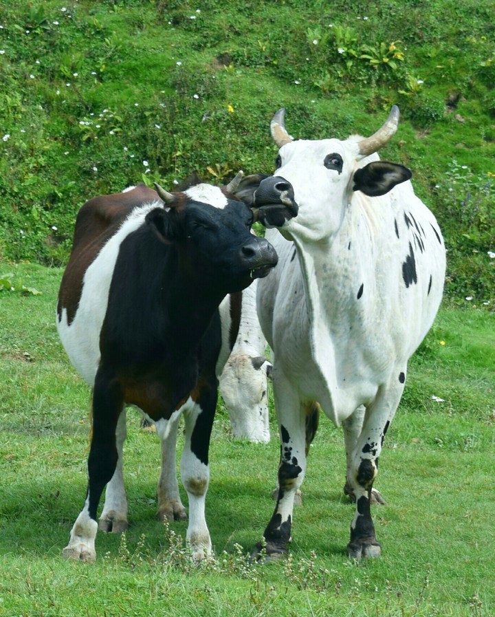 Lovely bulls