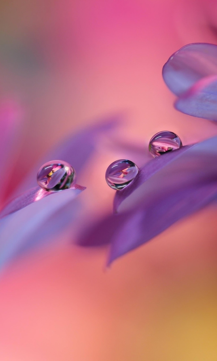 Petals
