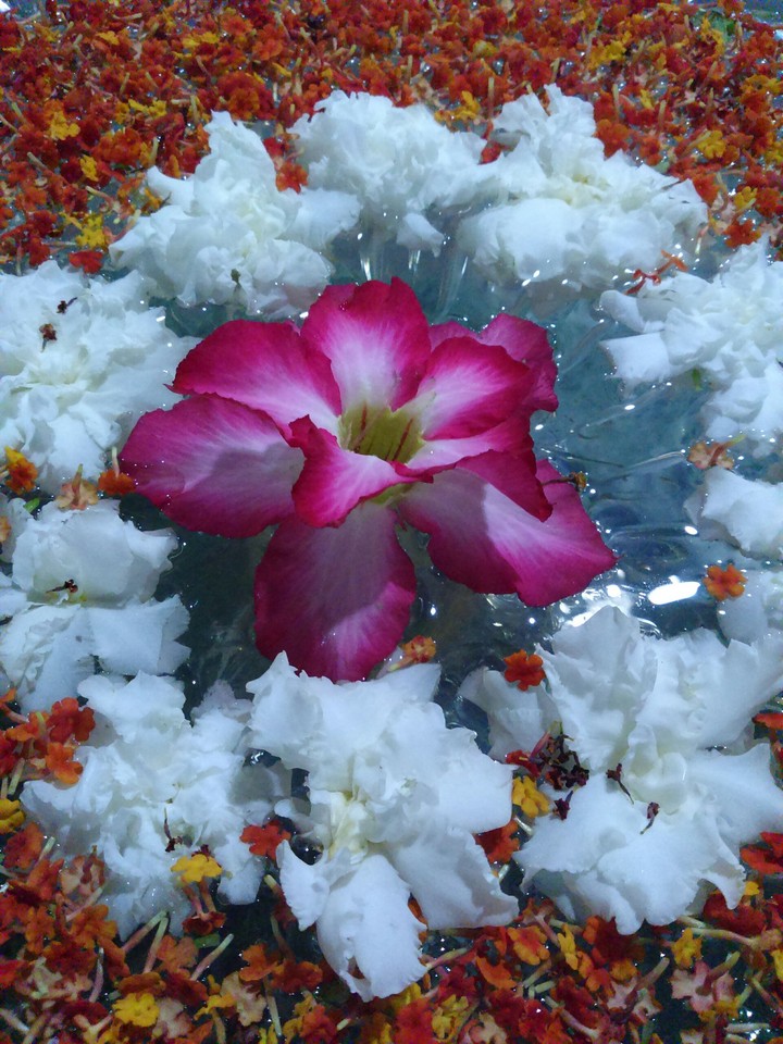 Flower Pot