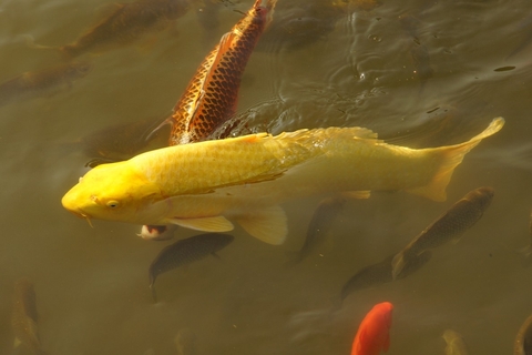 fish, koi Hintergrundbilder