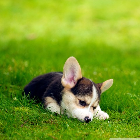 Dog