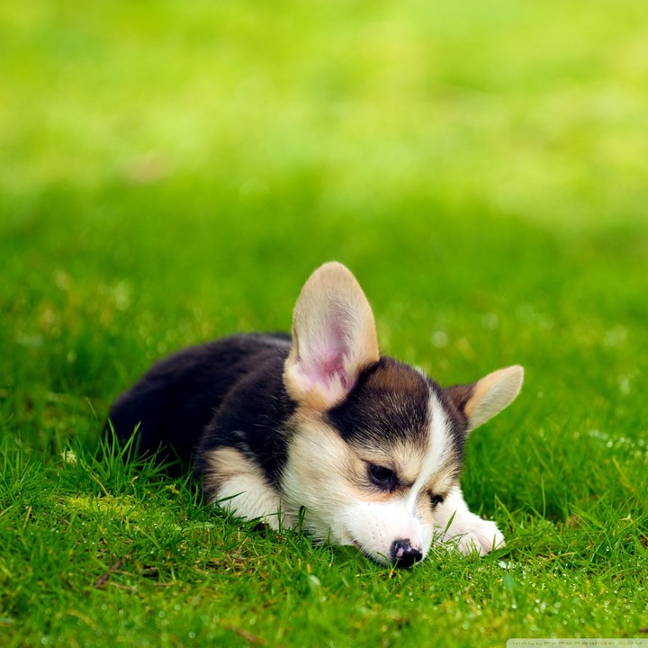 Dog