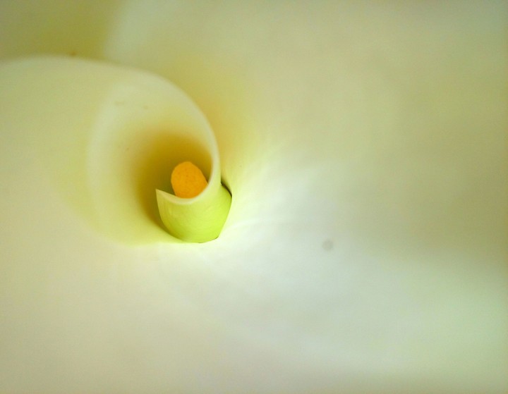 Inside a Flower