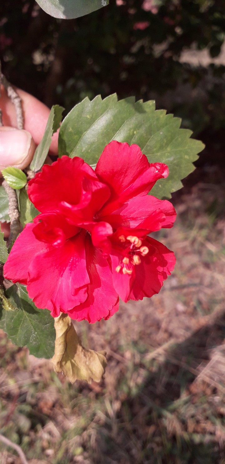 flower