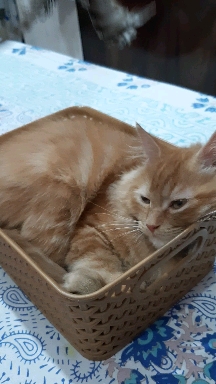 乁 ˘ o ˘ ㄏ乁 ˘ o ˘ ㄏ