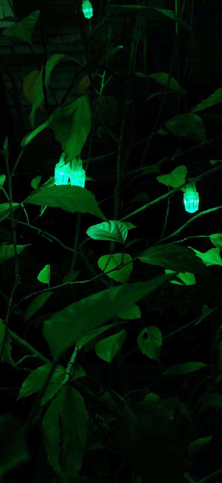 Diwali Lights