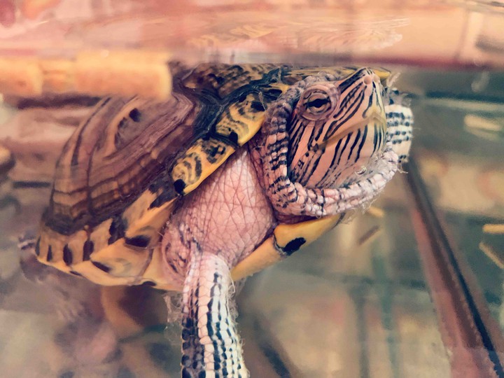 turtle