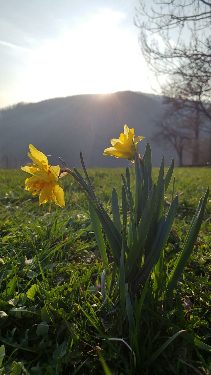 Daffodil