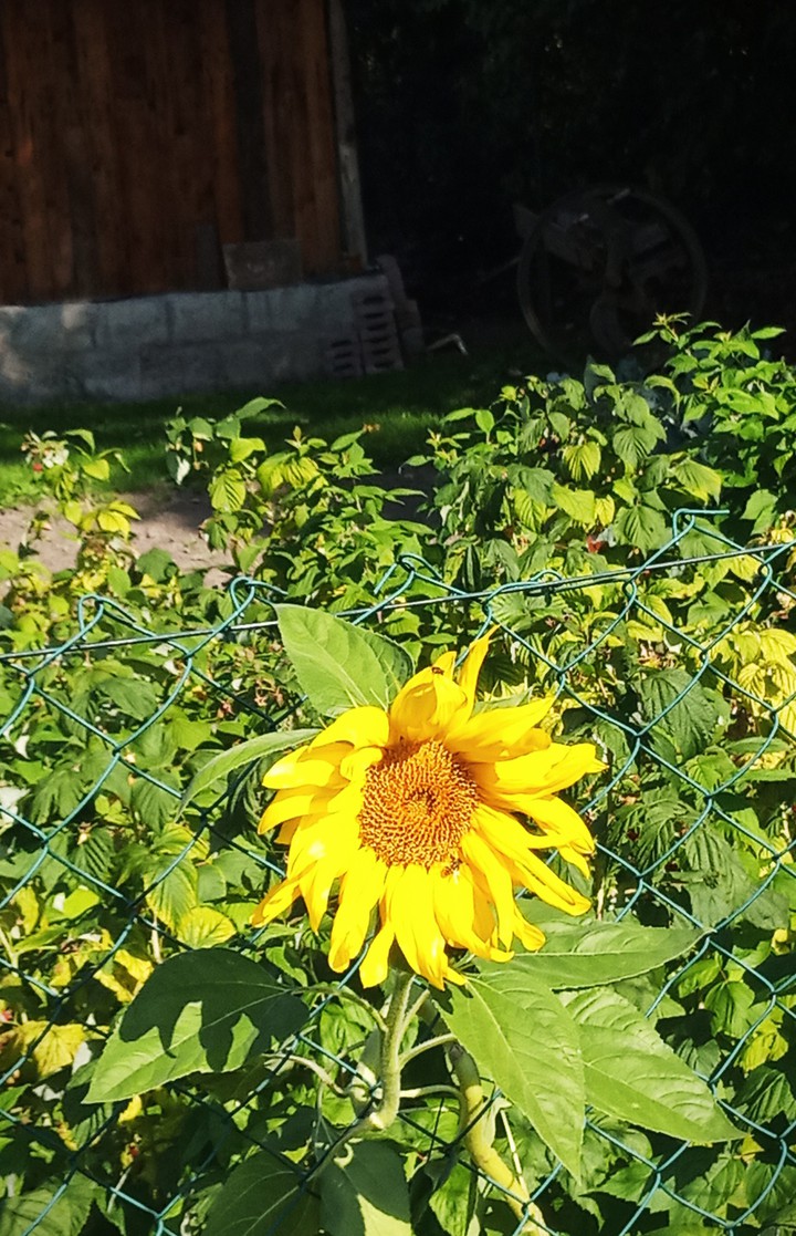 flower 1.