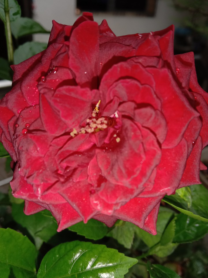 red ?