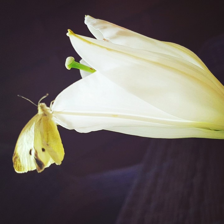 butterfly
