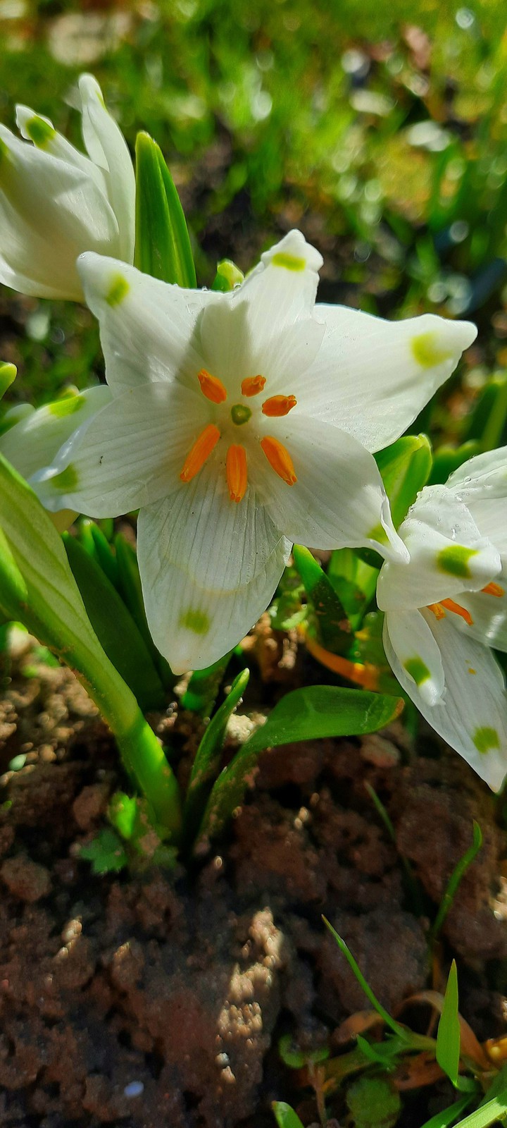 Frühling