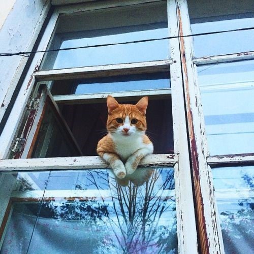 cute cat