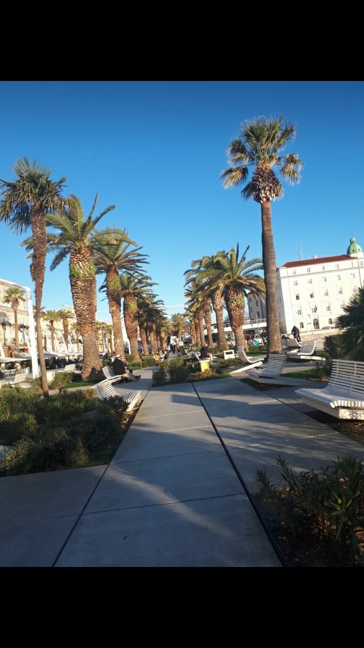 Palms
