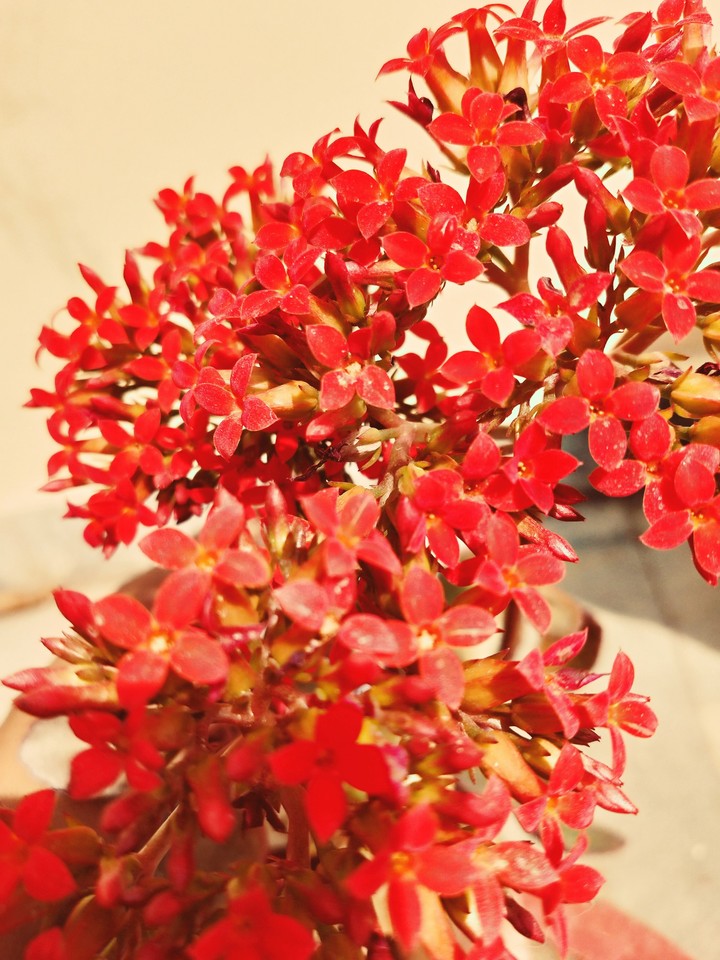 beautiful flower of garden ?????