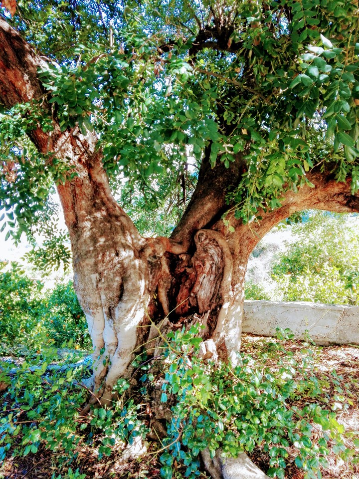 #Carob tree/  Algarrobo