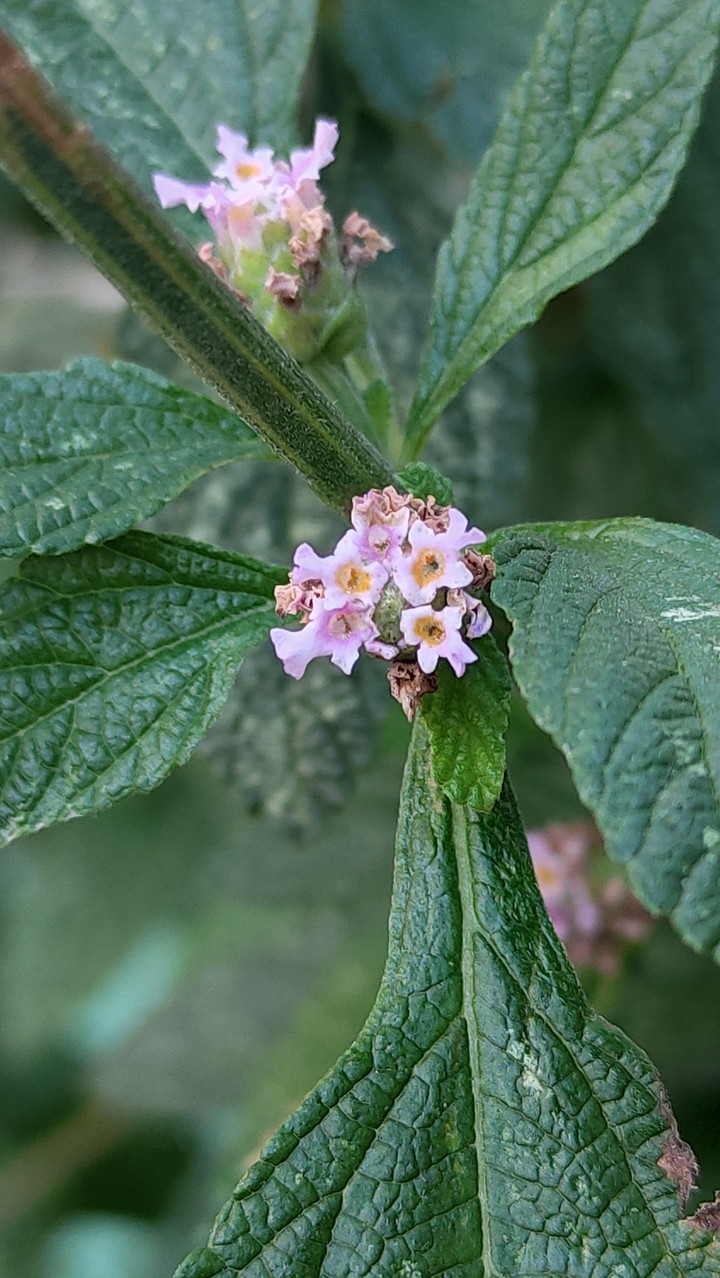 La flor de Poleo