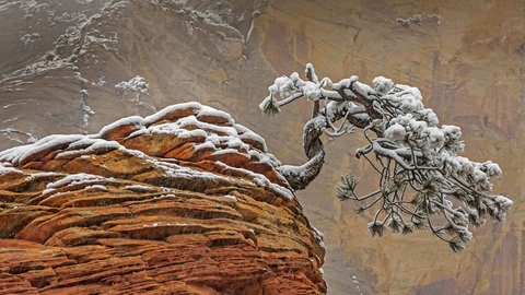 Snow in Zion National Park