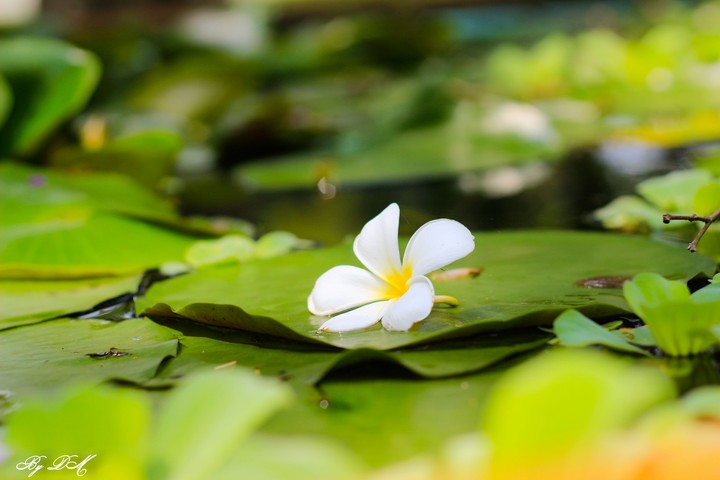 Lạc lối