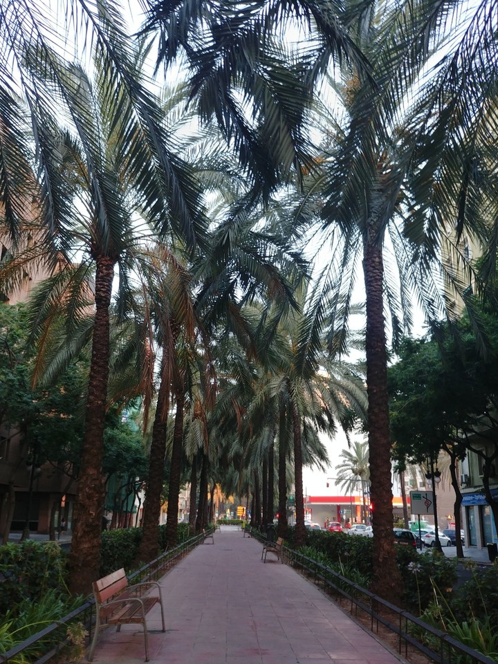 palm trees.