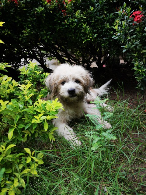 puppy
