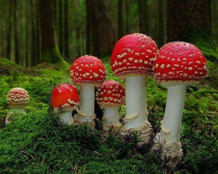 Toadstool