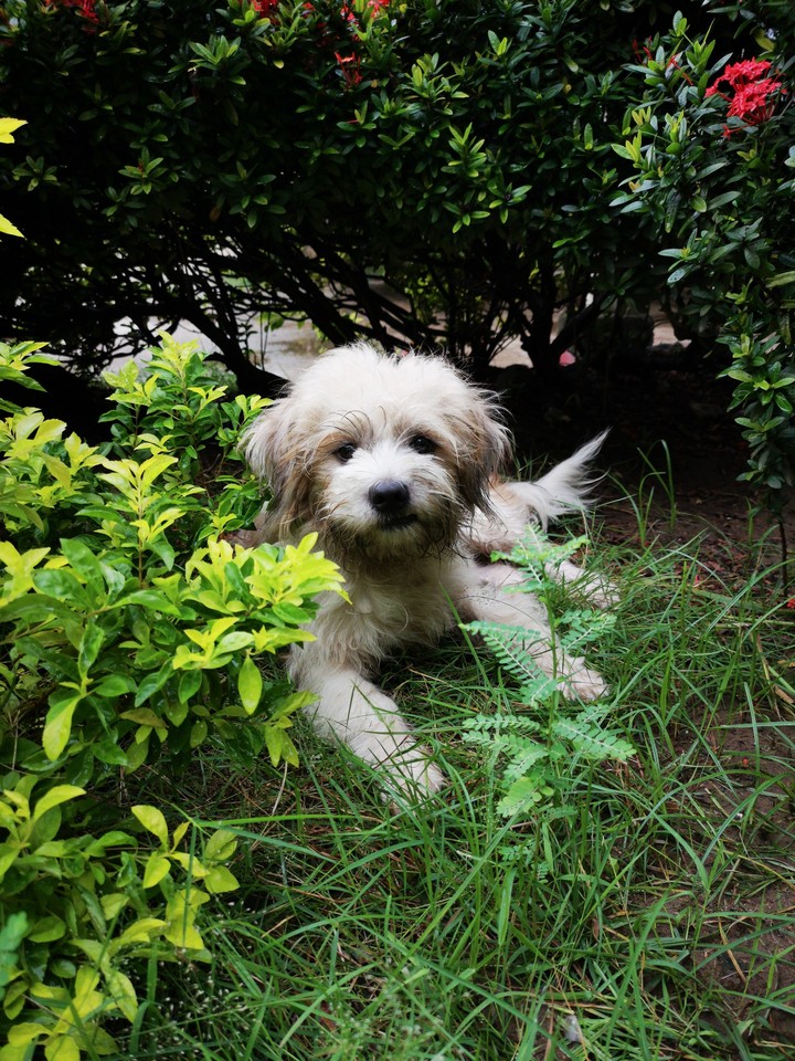 puppy