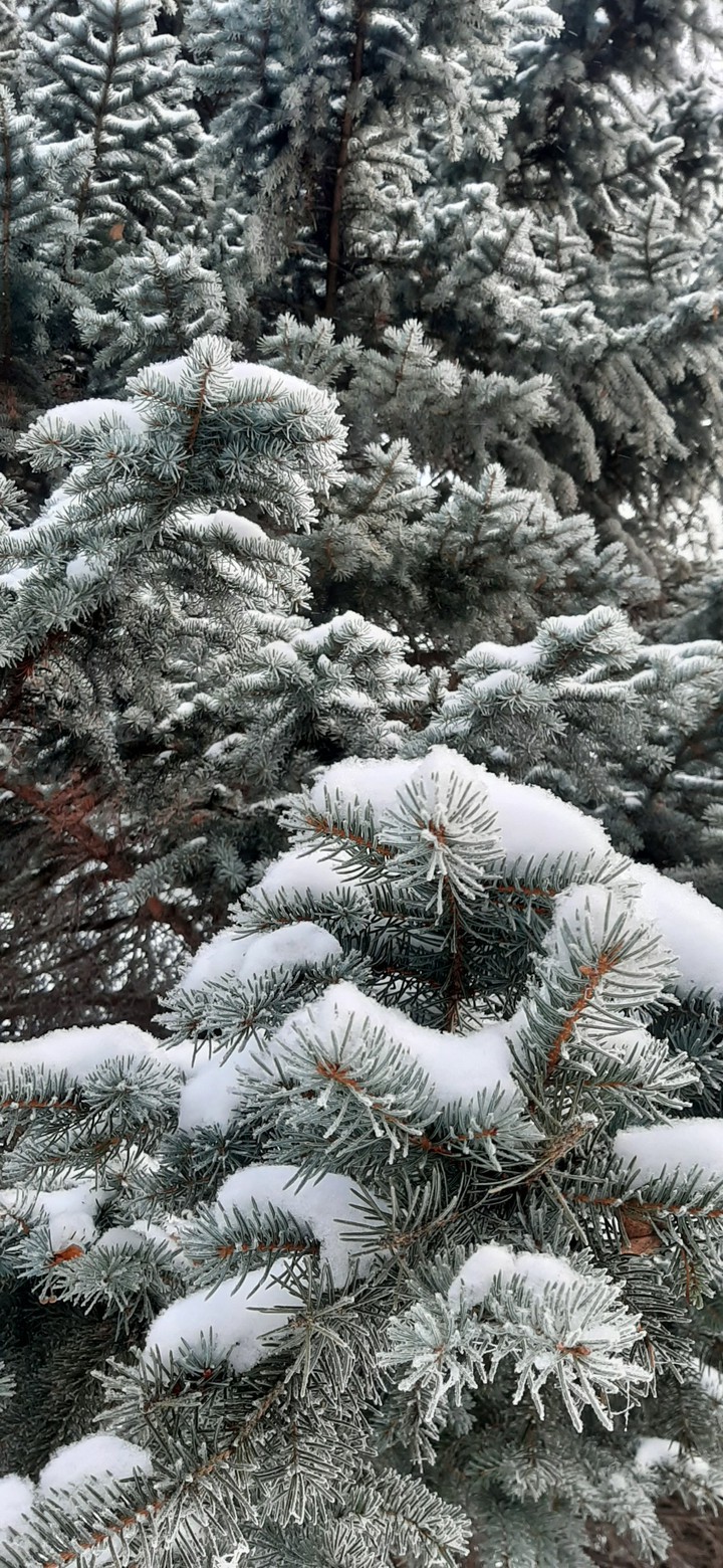 fir