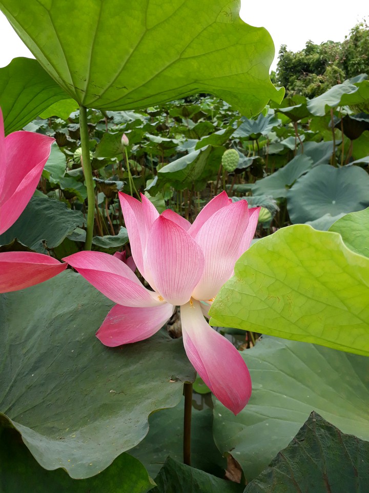 Lotus flower 荷花