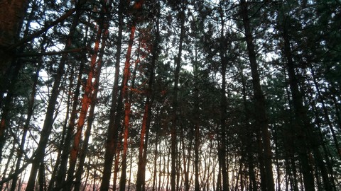 pine tree