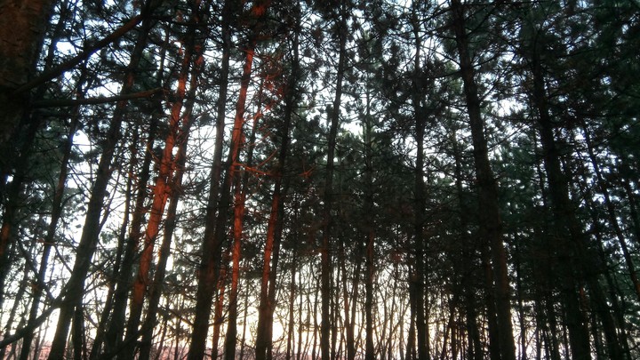 pine tree