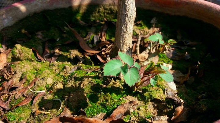 tree