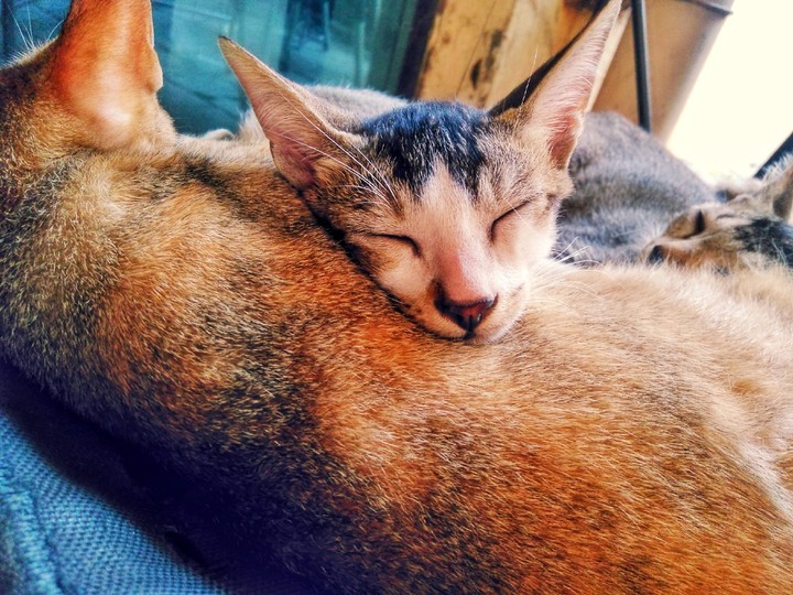 cats sleeping