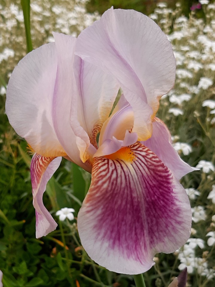 Narcissus