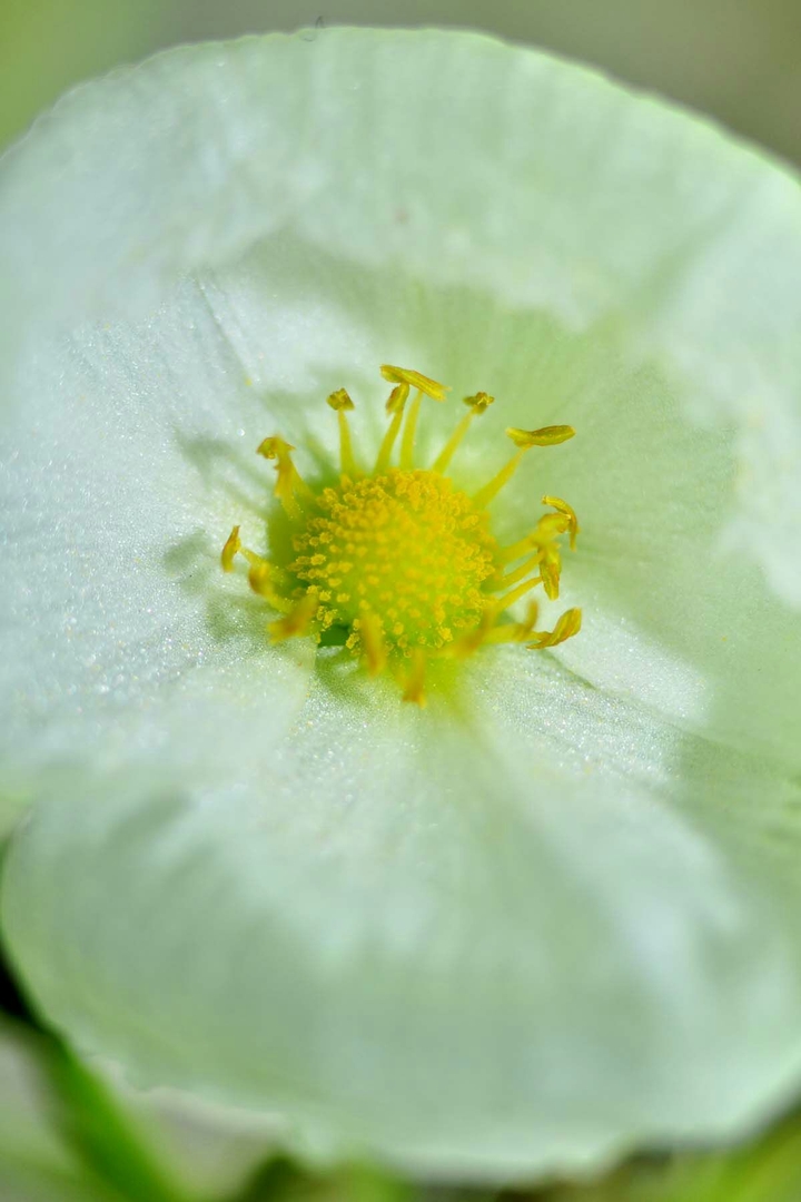 flower lee
