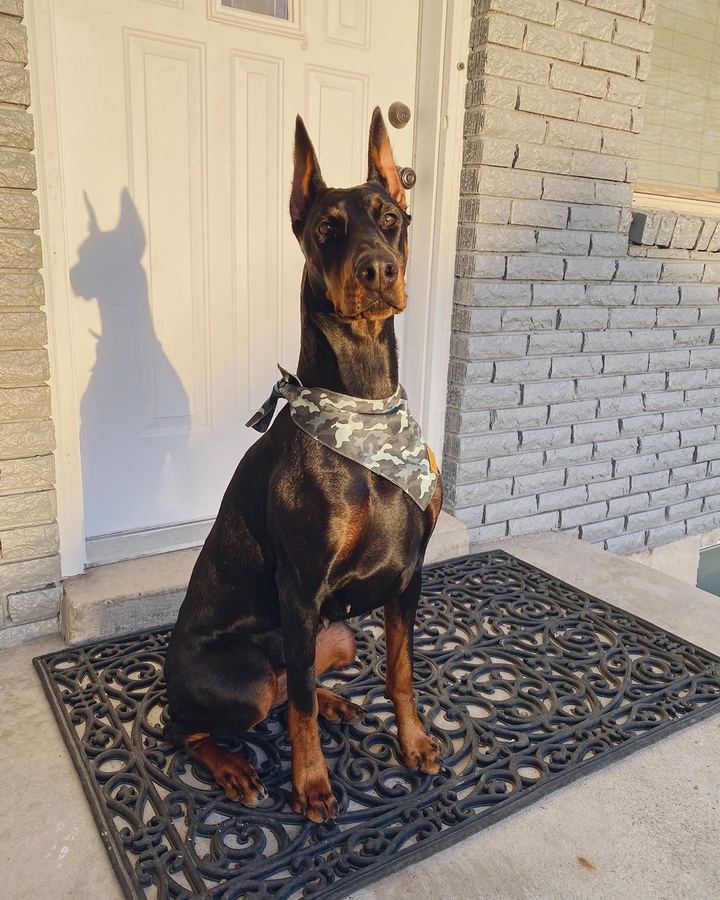 Dog