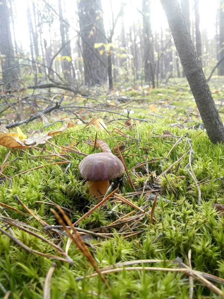 Притаился...