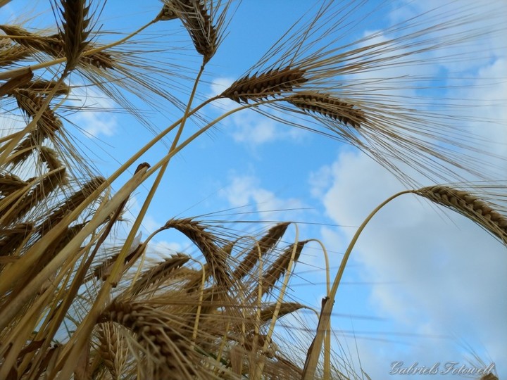 grain
