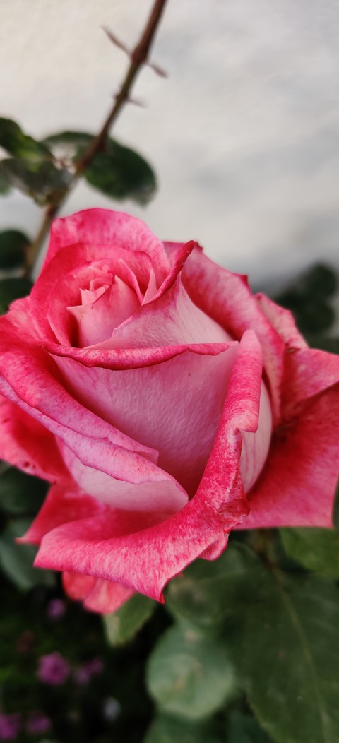 fleurs