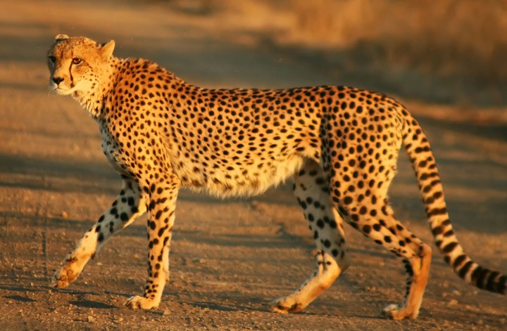 speedy