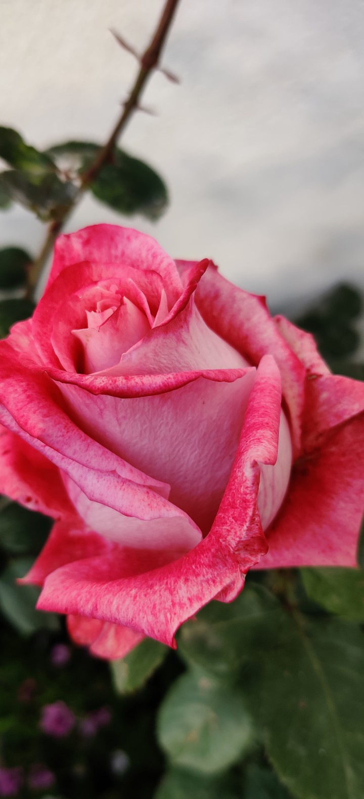 fleurs
