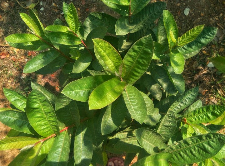 leaves