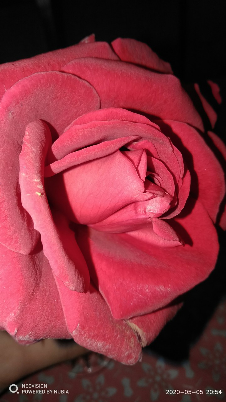 roza